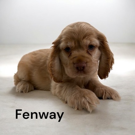 puppy, for, sale, Cocker Spaniel, Joe & Cherri  Overlease, dog, breeder, Miller, MO, dog-breeder, puppy-for-sale, forsale, nearby, find, puppyfind, locator, puppylocator, aca